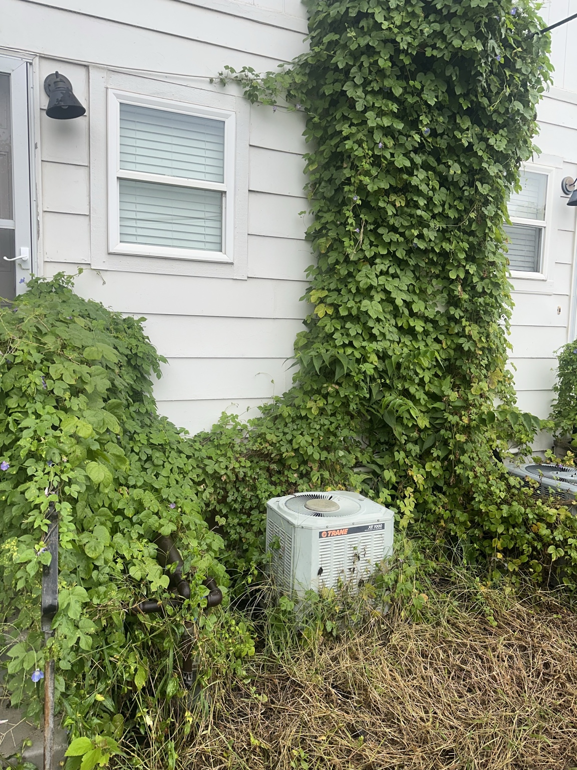 Heavy vine and weed overgrowth around air conditioner before cleanup